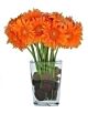 Mono Gerbera With River Rock