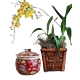 Denver Oncidium