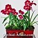 Miltonia Orchids