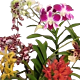 Orchid of the month