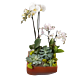 Local Phalaenopsis White Double with succulents