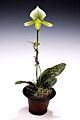 Paphiopedilum Lady slipper