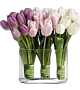 Denver Tulip Arrangement delivery