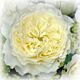 White Garden rose