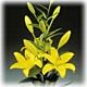 Lilly Asiatic Yellow Minimum 5 stems LOCAL SUPER!