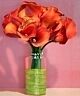 Petite Rust Calla Lillies