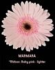 Denver Gerbera Baby Pink