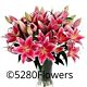 Pink Lily Arrangement LOCAL