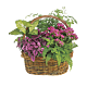 mixed pinky planter