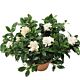 Gardenia in Pot