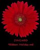 Gerbera Red