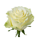 Rose White Mondial