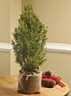 Rosemary Plant (herb) 