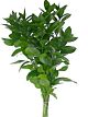 Israeli Ruscus