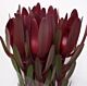 Leucodendron Dark "safari pride" Minimum 5 stems