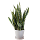 Sanseveria Plant Snake Plant