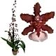 Oncidium Sharri Baby, chocolate orchid