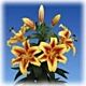 Lilly Shocking