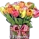 Sorbet tulips 40 stems of local Pastel colored tulips 
