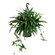 Spider Plant- Chlorophytum -