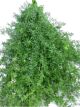 Asperagus Sprengerii price per bunch approx 15-20 stems