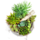 Succulent Planter Denver delivery