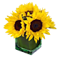 Denver Sunflower Delivery arrangement