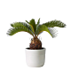 Denver Sago palm small