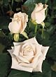 Rose White Vendela minimum 25 stems