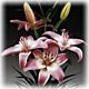Lily Vermeer