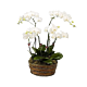 White Orchid Basket
