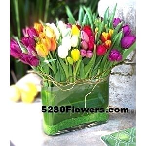 Tulip Garden Local (80-100 stems)