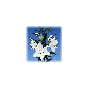 Lilly Oriental Premium White Minimum 5 stems