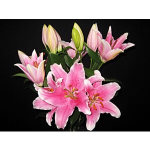 Lilly Oriental Sorbonne Minimum 5 stems LOCAL SUPER!