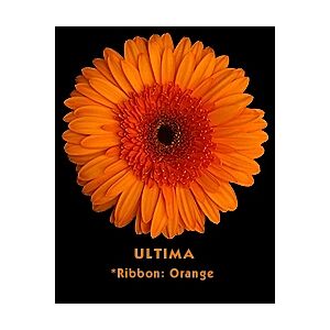 Gerbera Orange Novelty Ultima (20)