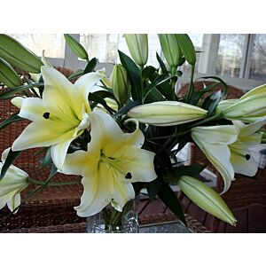 Lilly Conca de Ore Minimum 5 stems LOCAL SUPER!