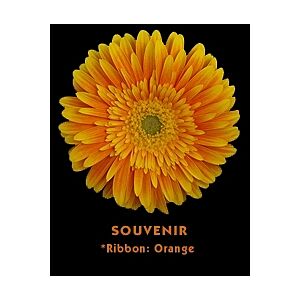 Gerbera Orange light Souvenir (20)