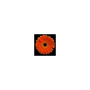 Gerbera Orange Novelty Black Center (20)