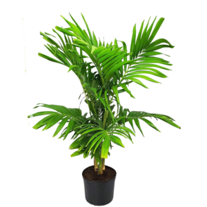 Adonia Palm