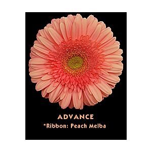Gerbera Peach Minimum 20