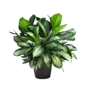Aglaonema silver queen