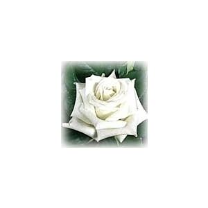 Rose Akito minimum 25 stems