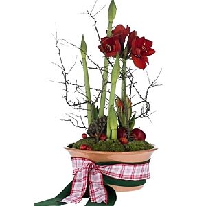 Amaryllis planter Seasonally Decorated