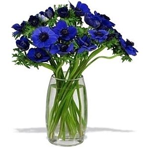 Anemone arrangement