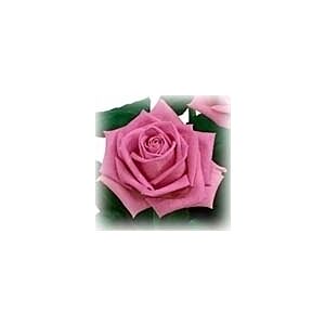 Rose Aqua Pink-Lavender minimum 25 stems