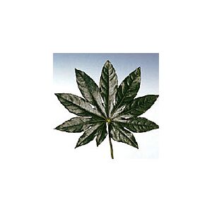 Aralia leaves price per 10 stem bunch