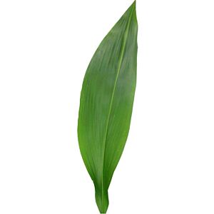 Aspidistra green 10 stem