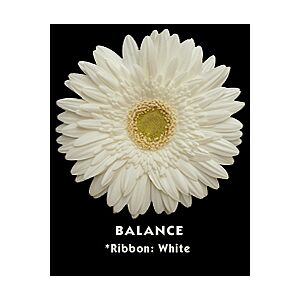 Gerbera white (20)