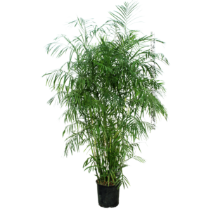 Bamboo Palm