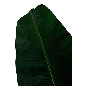 Banana Leaves Huge!